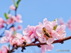 前度刘郎今又来 刘郎是谁(桃花刘郎故事：玄都观里三千树，尽是刘郎去后栽)