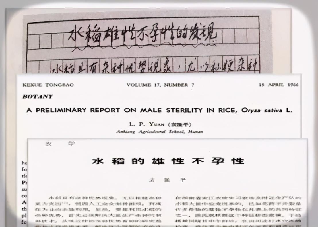 杂交水稻之父是谁(91岁袁隆平去世，5分钟回顾“杂交水稻之父”的一生)